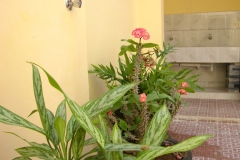 casa-colonial-holguin-casa-particular-holguin-flors
